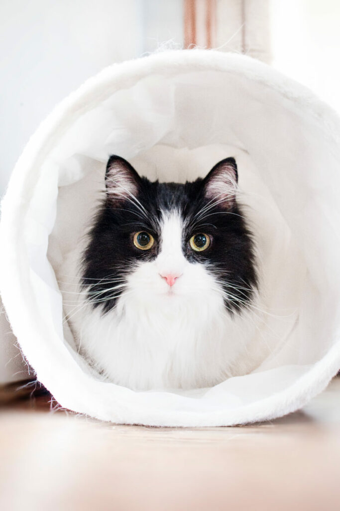 chat fait ses besoins hors de la litière