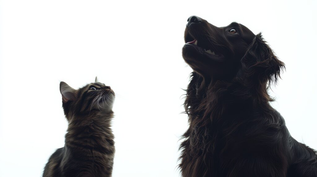 vue des chats et des chiens etant amis