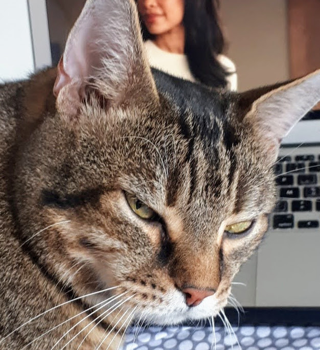 éducation féline éducation chat