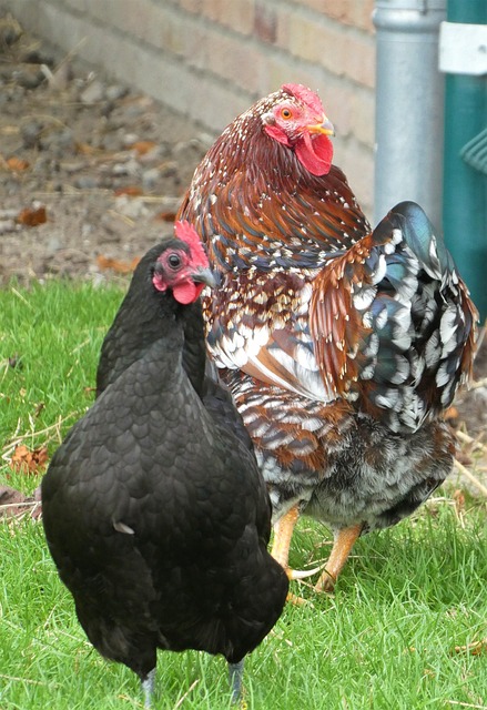 chickens 6889756 640