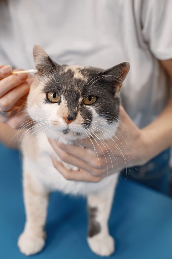 cat getting clean ears by the female groomer