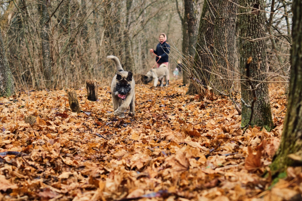 puppy runs through bright yellow foliage against the backdrop of