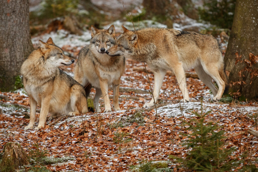 le loup eurasien se tient dans l habitat naturel de la foret bavaroise