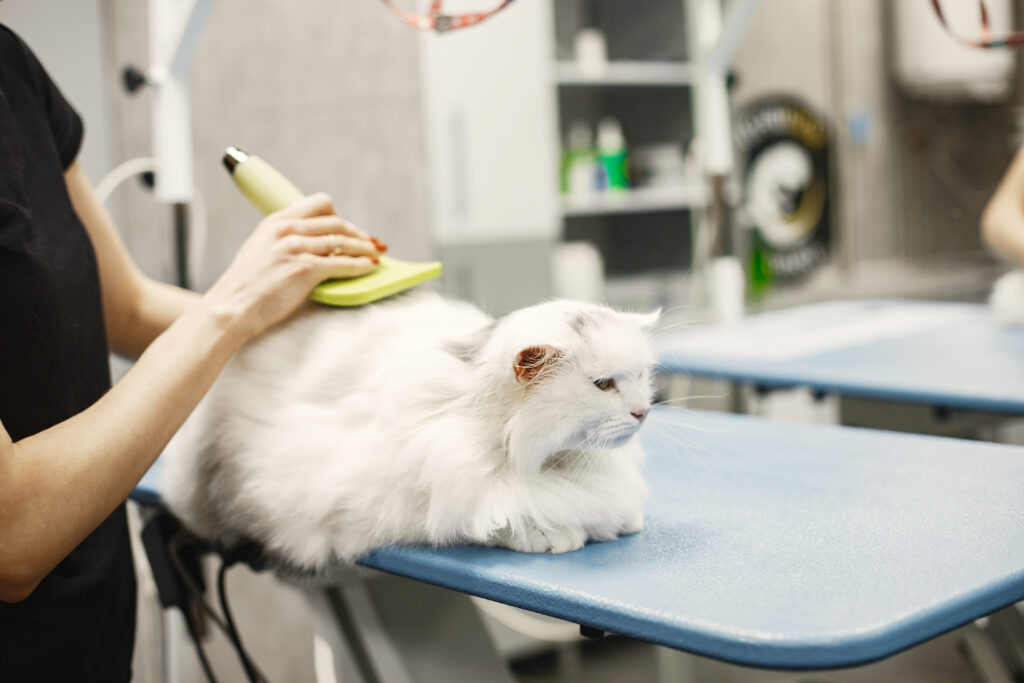 vet combs a white fluffy cat with a green brush