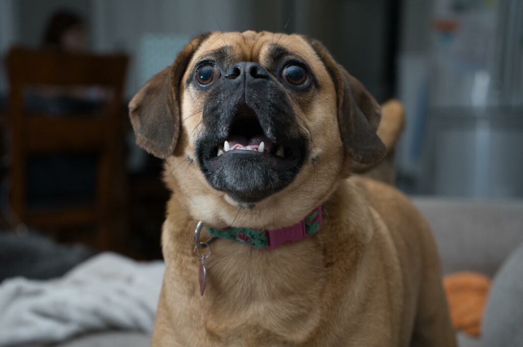 chien qui aboie